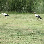 Vakantieboerderij Gaj Borowe